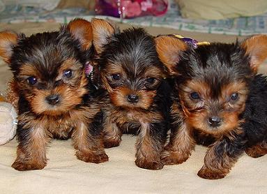 Adorable Yorkie puppies are ready to go out to a good