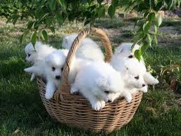 Adorable Japanese Spitz Puppies for sale