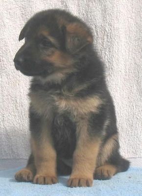 Quality  German Shepherd Dog puppies for sale