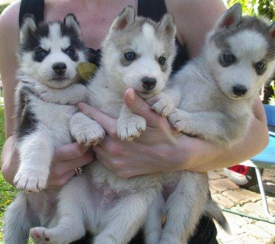 Beautiful, pure breed: Siberian husky puppies