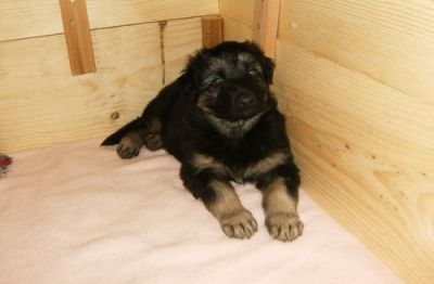 King Shepherd Puppies For Sale