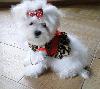 Teacup maltese puppies for adoption