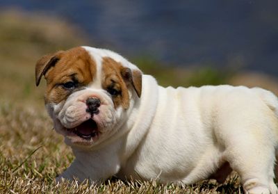 Affectionate English Bulldog Puppies Ready