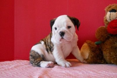Quality British English Bulldog Puppies for Free Adoption