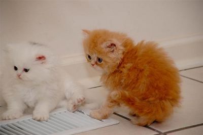 Cute Persian kitten