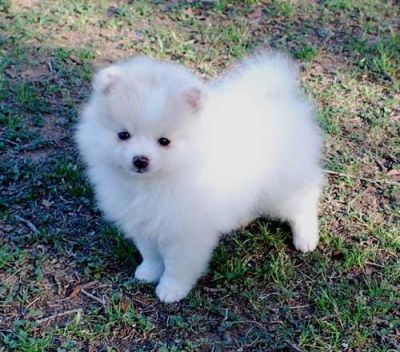 Pomeranians for adoption
