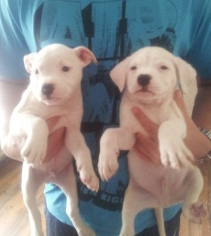 Wonderful american bulldog Puppies Available 