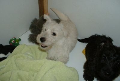 Cute Scottish Terrier Puppies Available Now