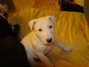 Bull Terrier for Sale