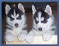 lovely sibarain husky poppies for sale