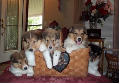 Border Collie Puppies