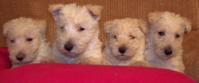 Cute Scottish Terrier Puppies Available Now