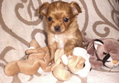 ***Absolutely 100% Top Quality **chihuahua**puppies from Accredited Breeder***