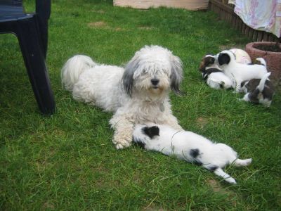 Papillon Chihuahua .... Mix Welpen