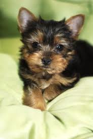   Yorkie puppies for adoption