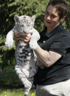 Cheetah, Baby Lions, tiger cubs, Leopard and Fennec foxes for sale