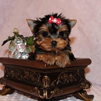 Smart & Brilliant Tea Cup Yorkie Male And Female ...