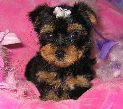 Yorkshire Terrier puppies for sale