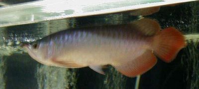 Golden red arowana fish for sale