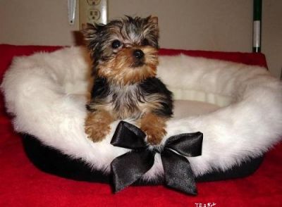 Healthy Well-Socialized Teacup Yorkshire Terrier Puppies