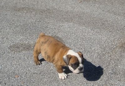 Awesome Bristish Bulldog puppy