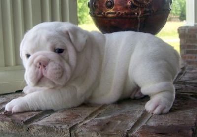 Charming English Bulldog Puppies For Sale