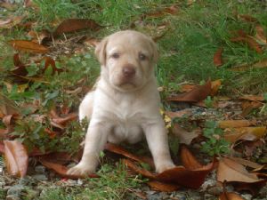 CUTE AKC labrador PUPPies