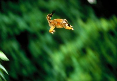 cut squirrel monkeys