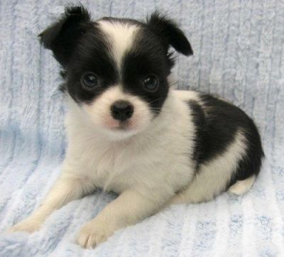 beautiful chihuahuas puppies ready to go for x_mas.