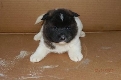 Outstanding Akita puppies for caring homes.