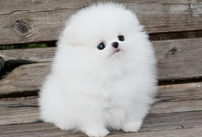 AKC REGISTERED POMERANIAN PUPPY FOR ADOPTION