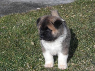 female  Akita puppies for sale
