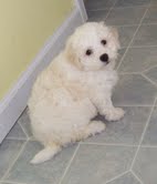 bichon friese puppies 