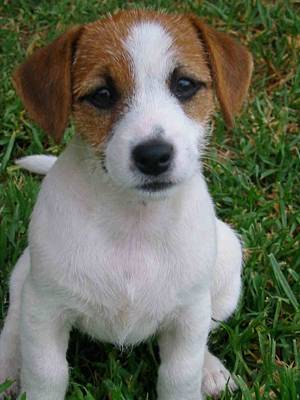 Jack Russell Terrier for good homes
