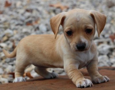 Lovely xmas chihuahua puppies ready for rehoming