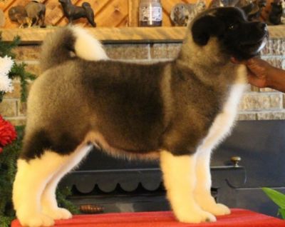 Male and Female Akita puppies