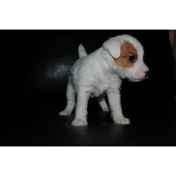 Sweet Jack Russell Puppies for Adoption