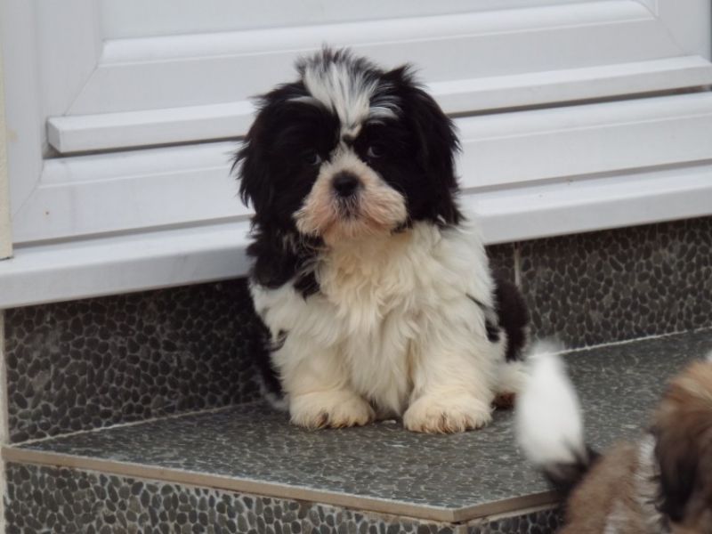Gorgeous Shih tzu black white