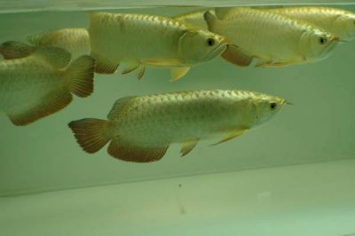 We supply top quality Arowana fishes of all kinds at best affordable prices