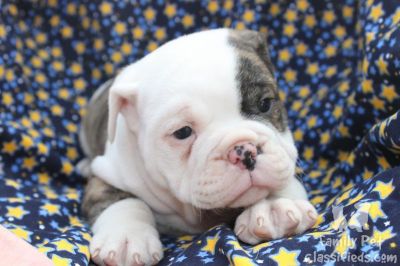 Akc English Bulldog Puppies Available Sired By Troy..champion Bred