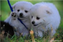 Beautiful Pomeranian puppies
