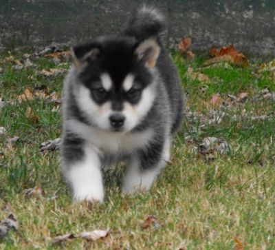 health and well trained alaskan malamute puppies for sale