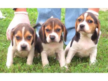 Beagle puppies