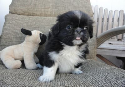 beautiful, petite beauty! Pekingese