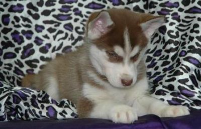 Siberian Husky puppies for adoption