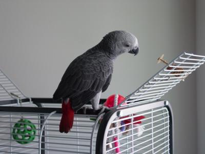 african grey parrot for sale 