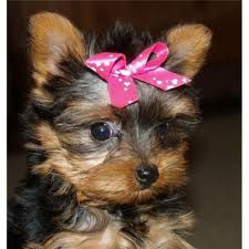 Beautiful Cute and Nice Charming Yorkie Puppies 