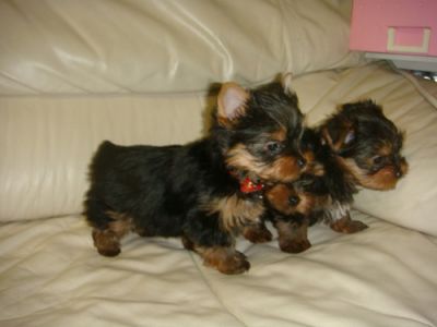 Talented teacup yorkie puppies for free adoption
