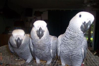 Male and female African grey parrots for adoption