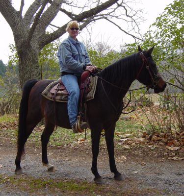 Beautiful horse ready for adoption